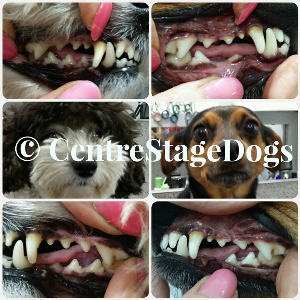 Cleaning dogs teeth naturally hotsell